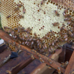 educational-children-learning-fun-heifer-honeybees